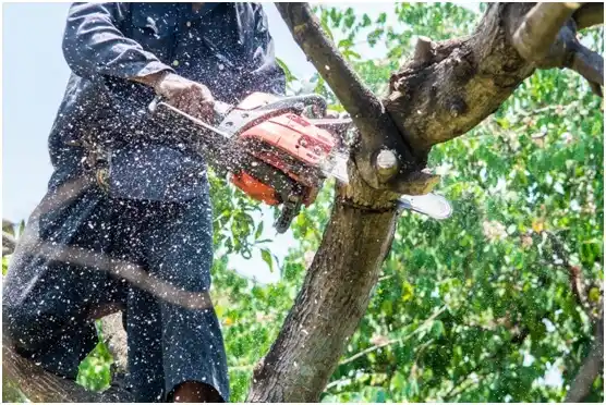 tree services Chesterfield